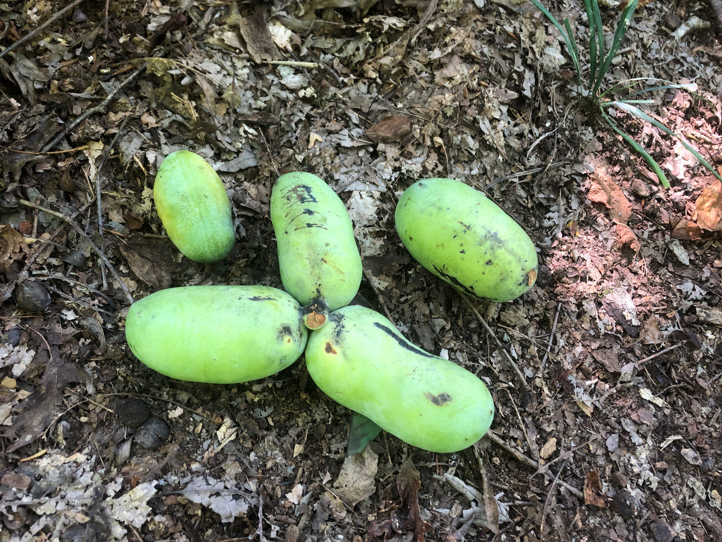 Pawpaw, Asimina triloba