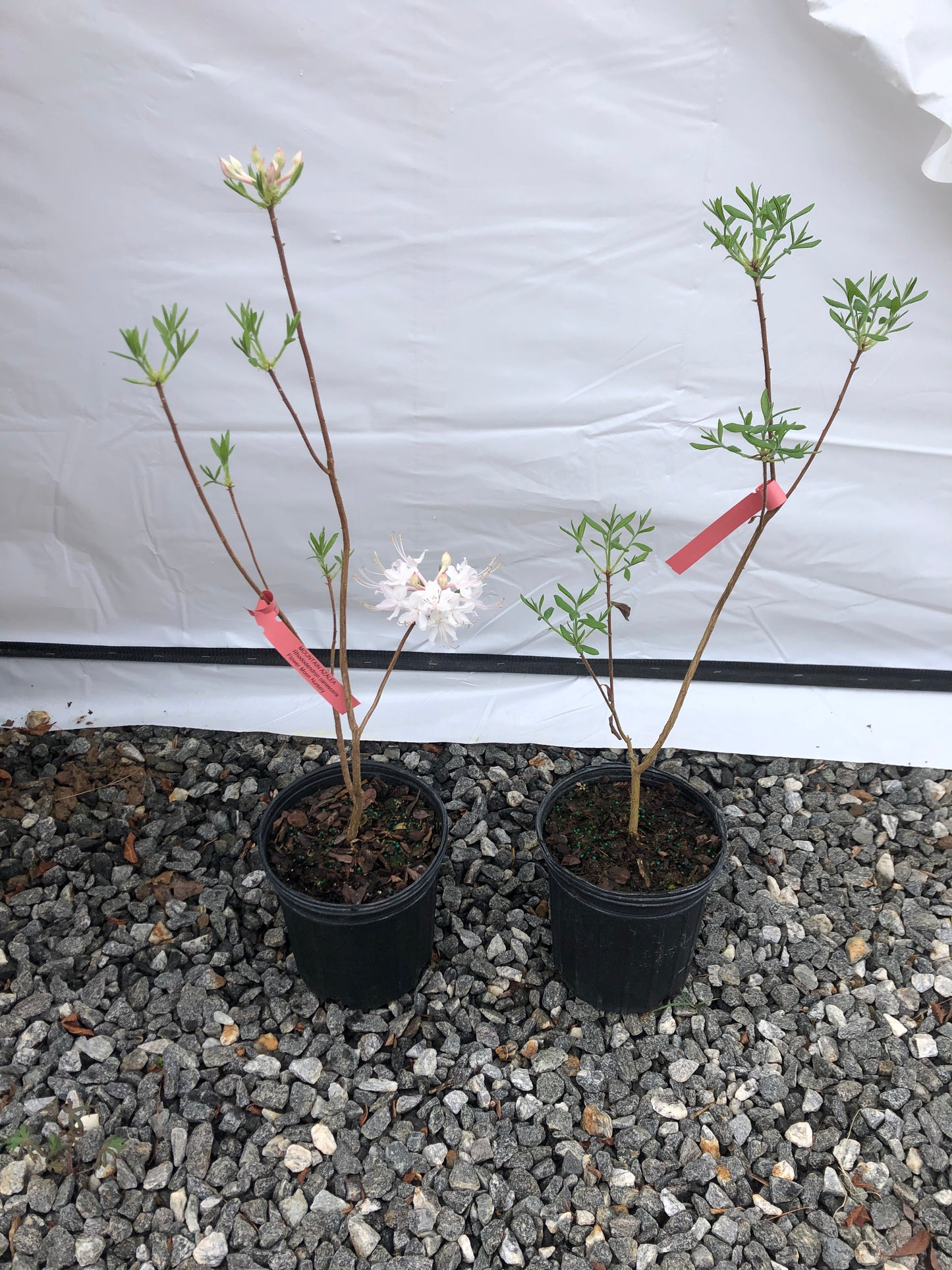 Mountain Azalea (Piedmont azalea), Rhododendron canescens