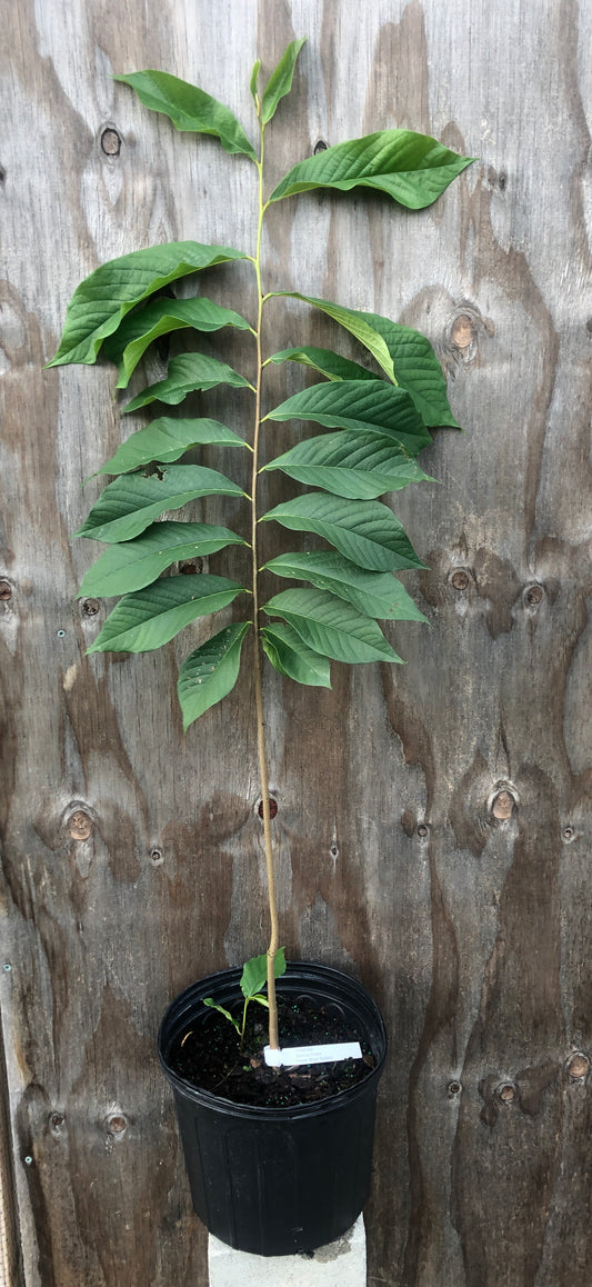 Pawpaw, Asimina triloba