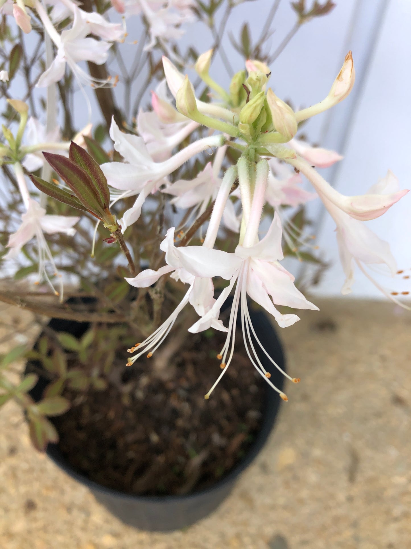 'Chocolate Drop' Azalea, Rhododendron canescens 'Chocolate Drop'