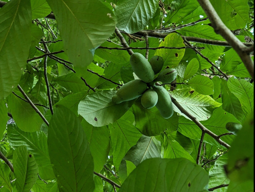 Pawpaw, Asimina triloba