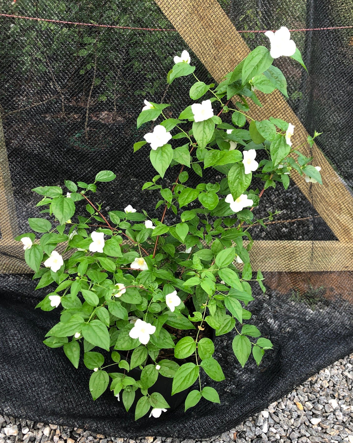 Appalachian Mock Orange, Philadelphus inodorus
