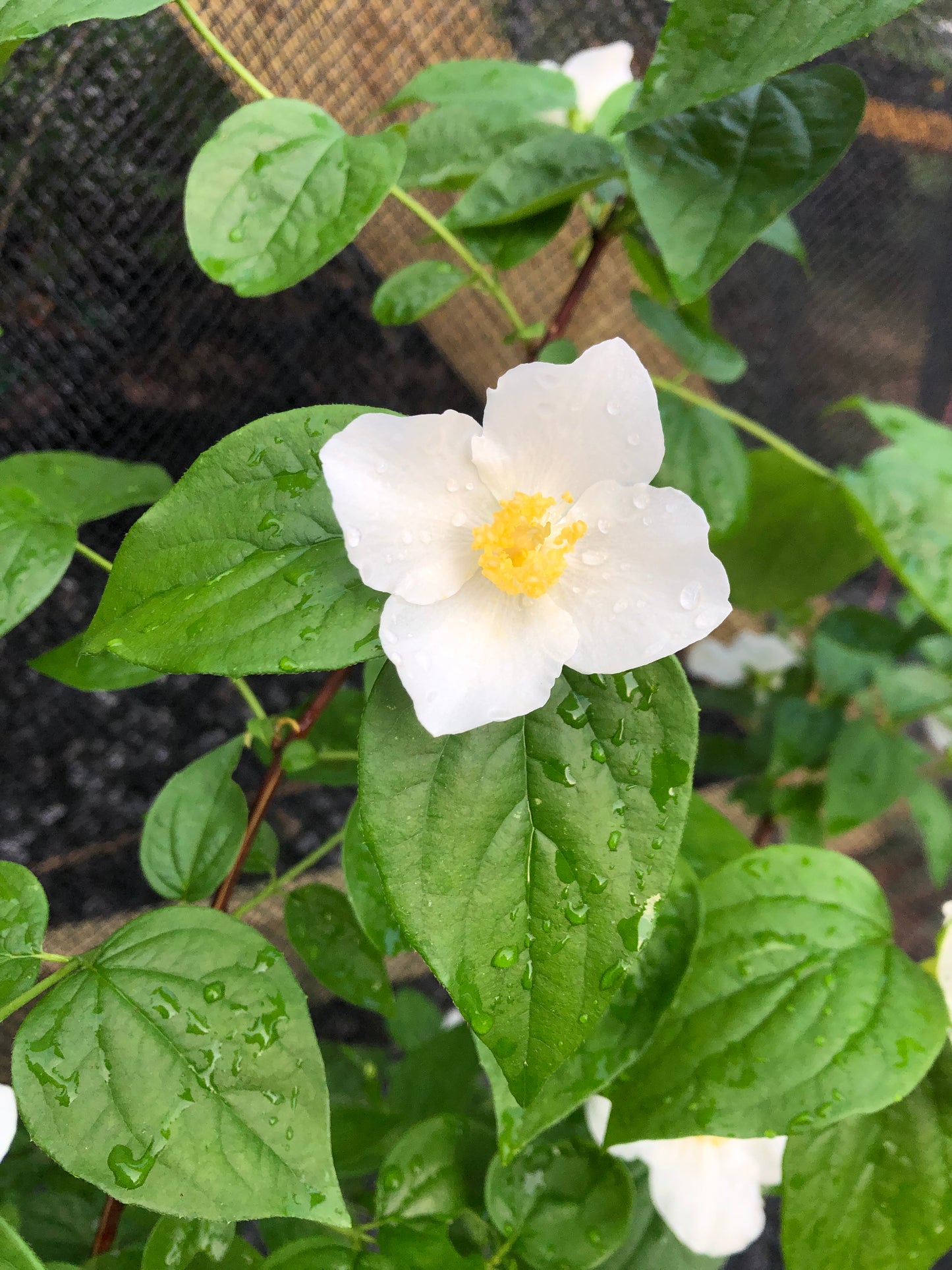 Appalachian Mock Orange, Philadelphus inodorus