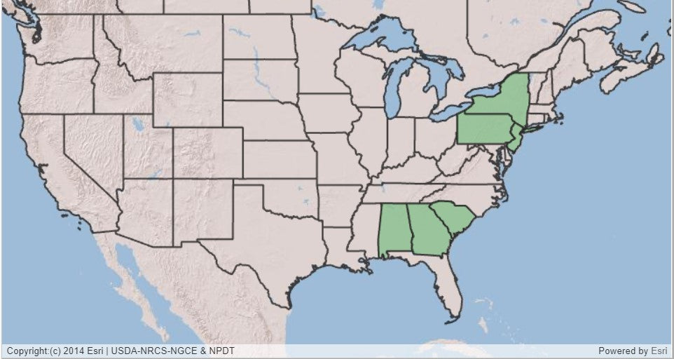 Bottlebrush Buckeye, Aesculus parviflora