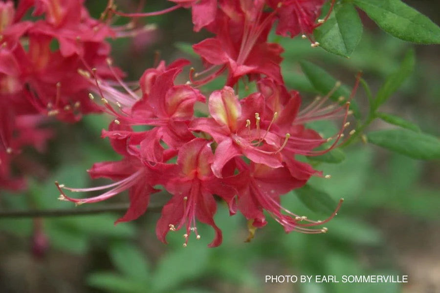 'Razzberry' Azalea, Rhododendron 'Razzberry'