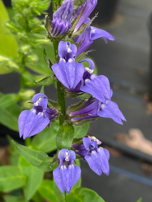 Great Blue Lobelia, Lobelia siphilitica