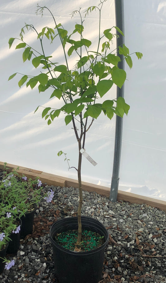 Yellowwood, Cladrastis kentukea