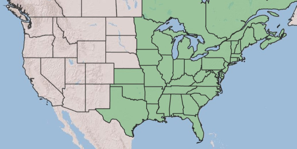 Map of Christmas Fern Distribution in the US