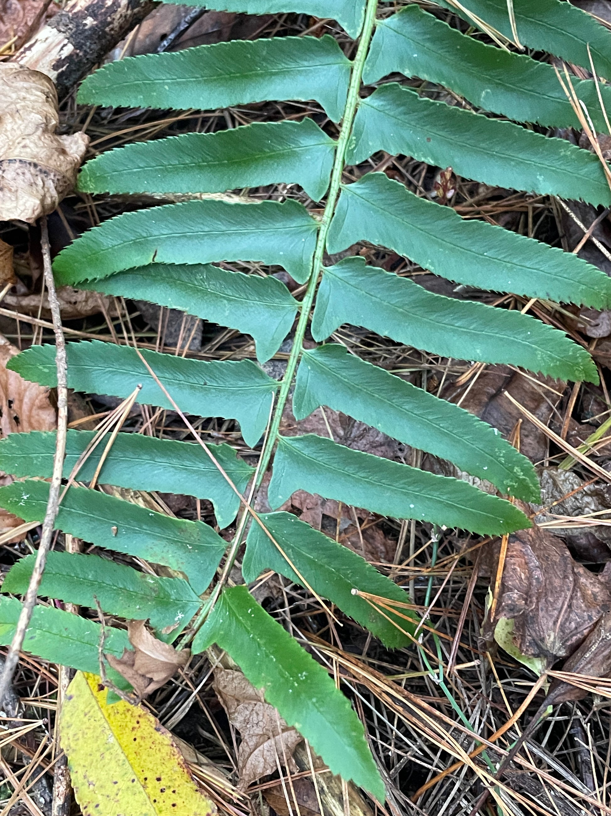 Christmas fern Polystichum acrostichoides close-up of leaf
