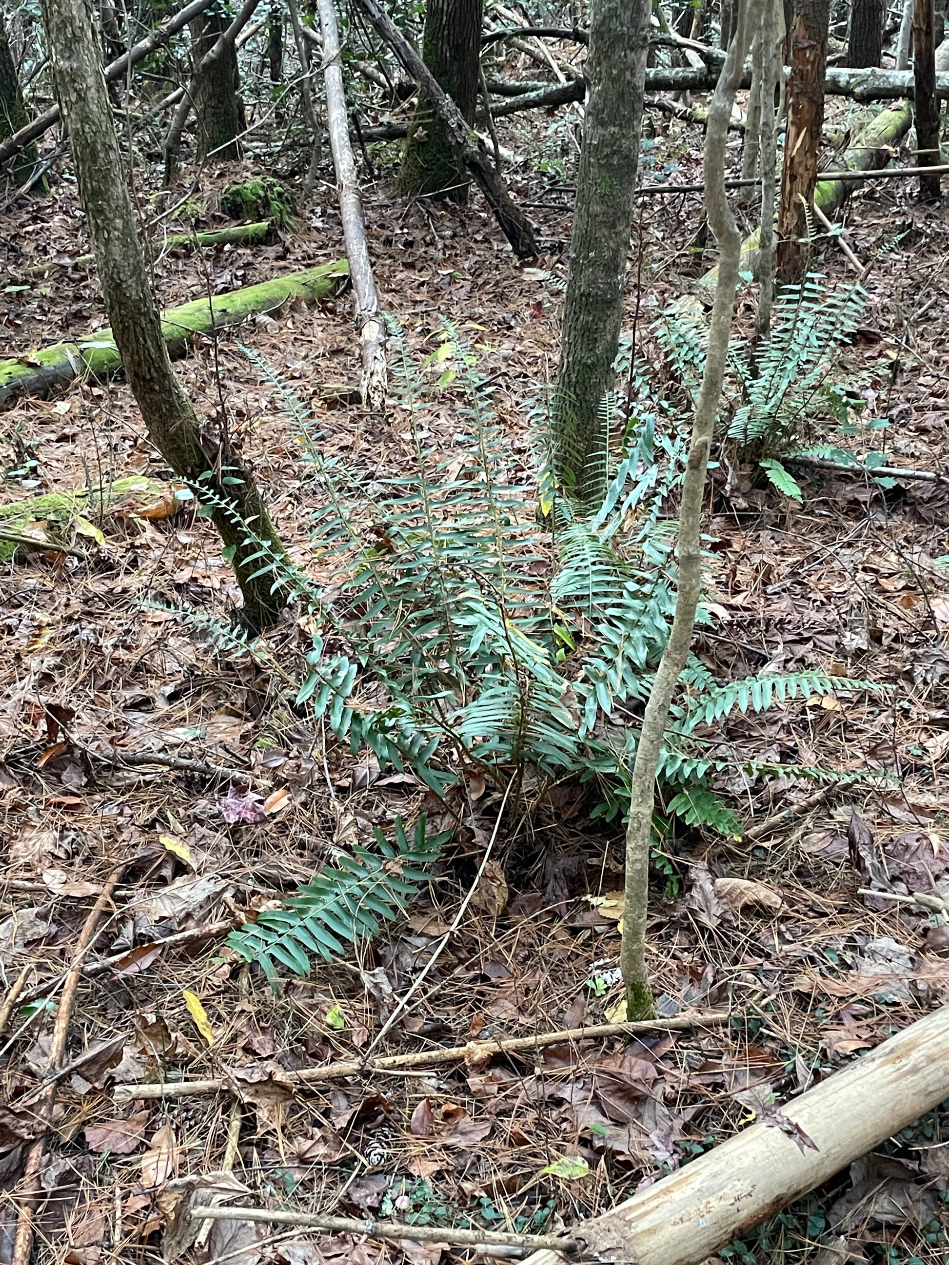 Christmas fern Polystichum acrostichoides