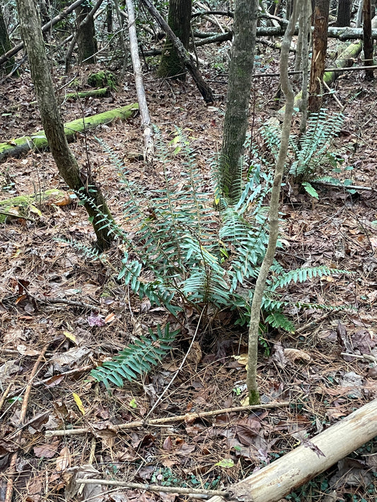 Christmas fern Polystichum acrostichoides
