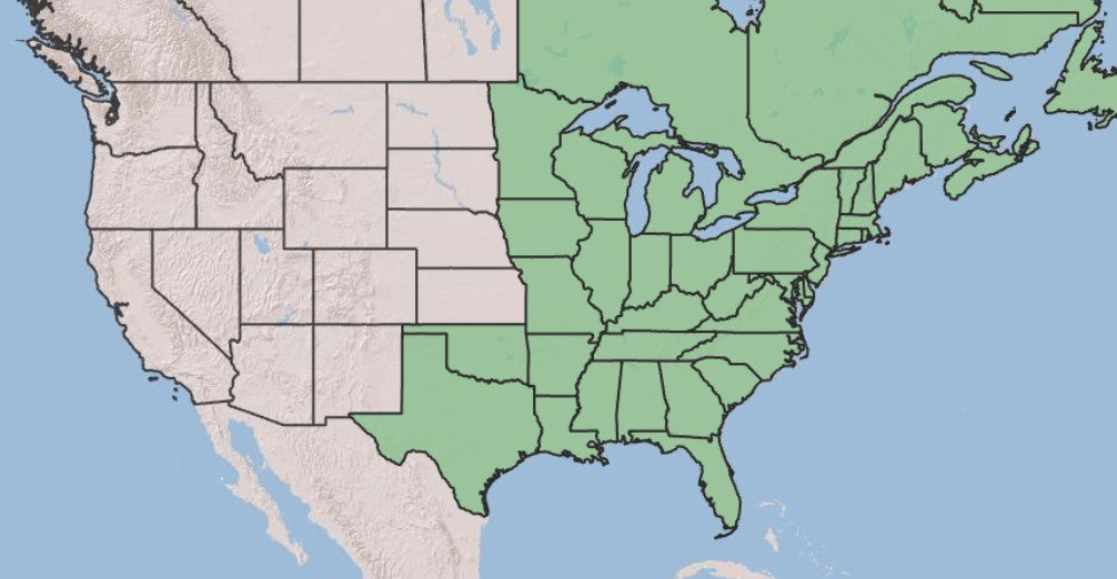 Map of Cinnamon Fern Native Range