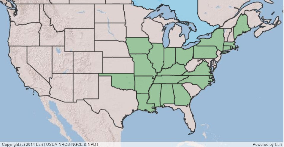 Yellowwood, Cladrastis kentukea
