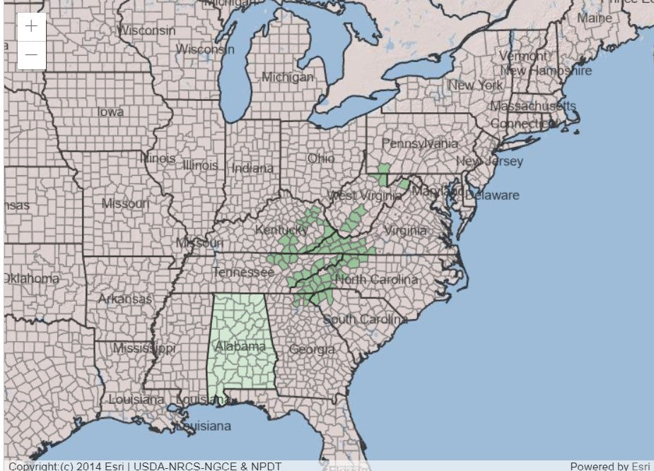 Mountain Sweet Pepperbush, Clethra acuminata (Cinnamon clethra)