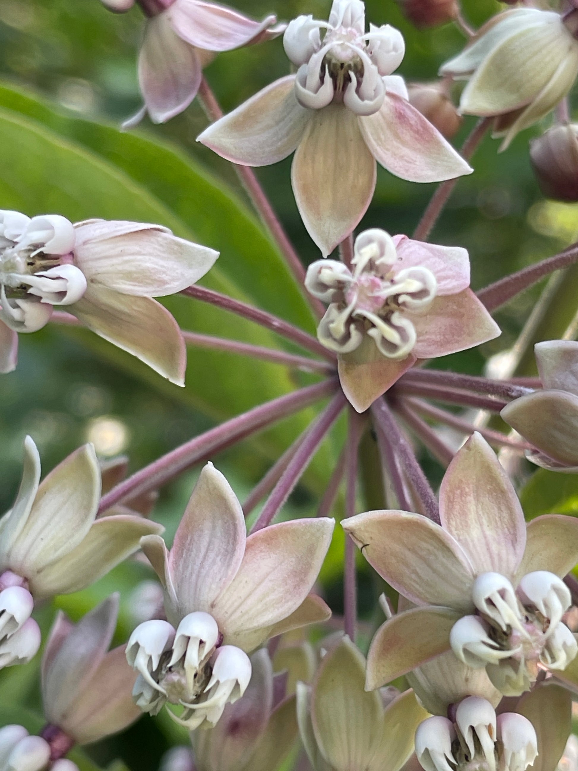 Close-up of light pink flowers of poke milkweed