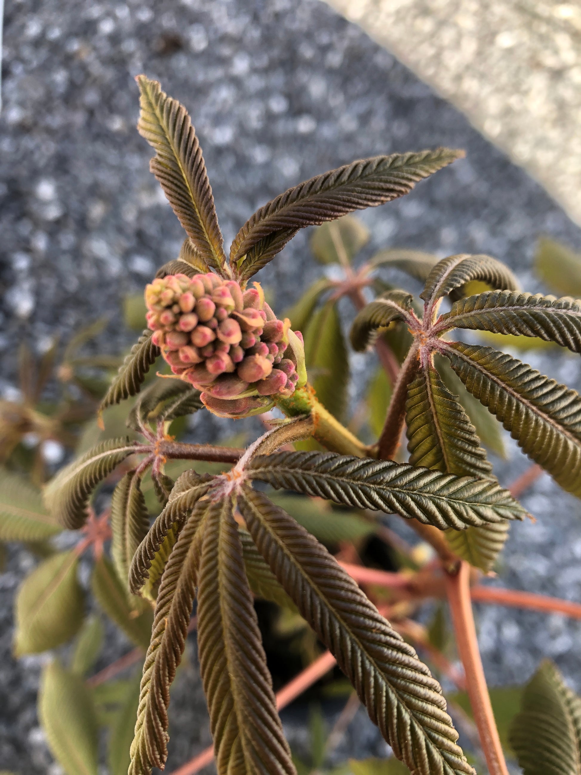 red clusters of buds and new leaves