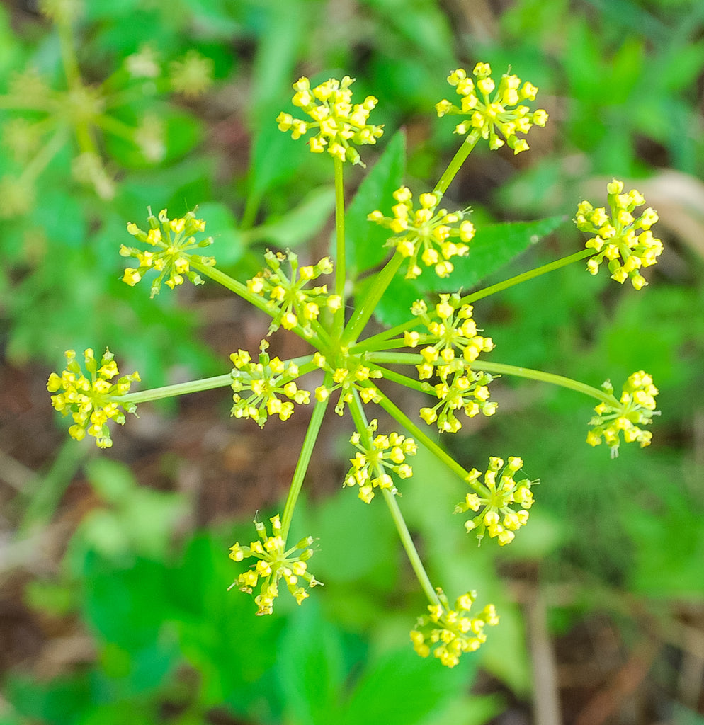 Close-up of clusters of small yellow flowers