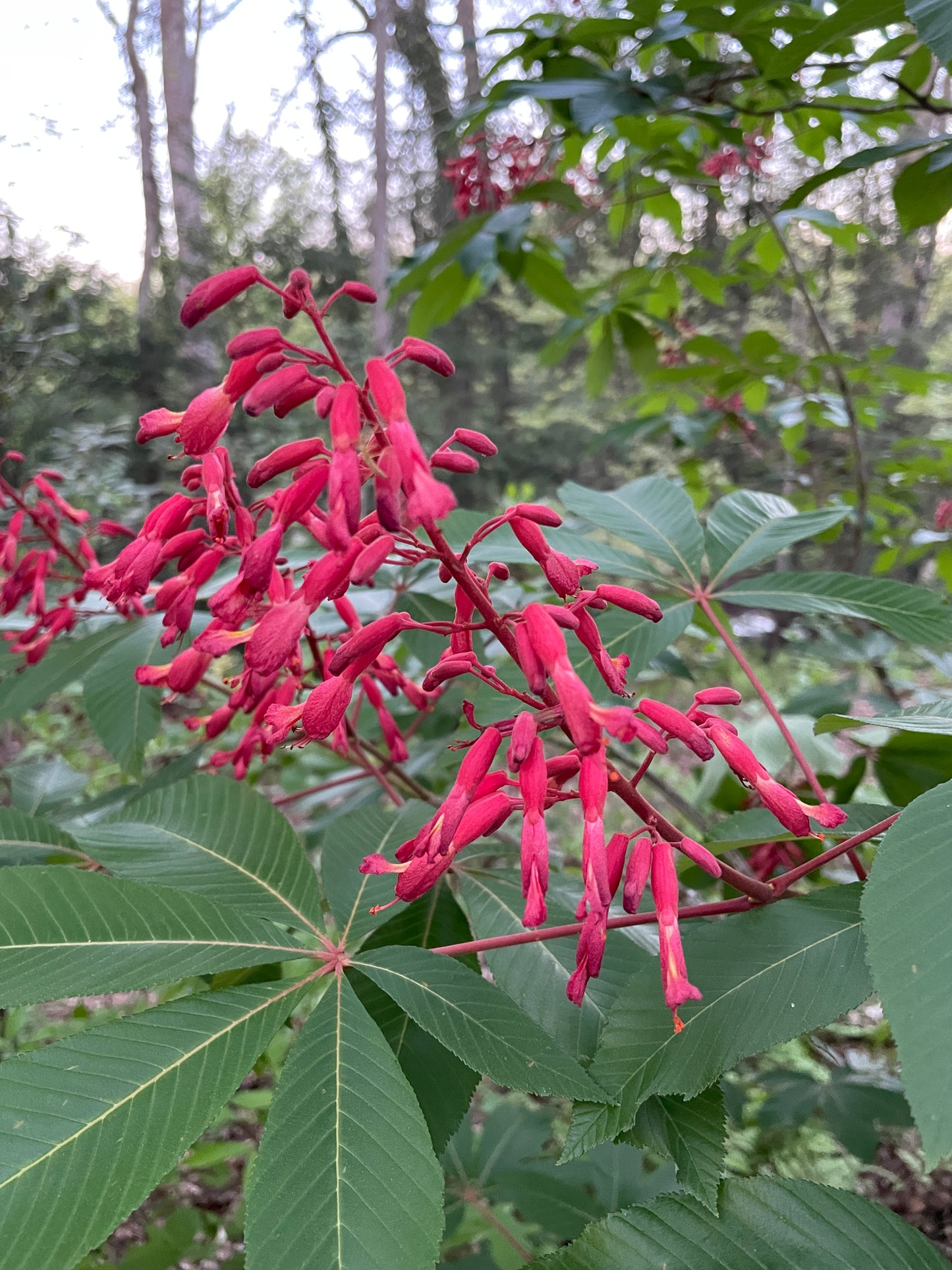 Multiple flowers of red buckeye