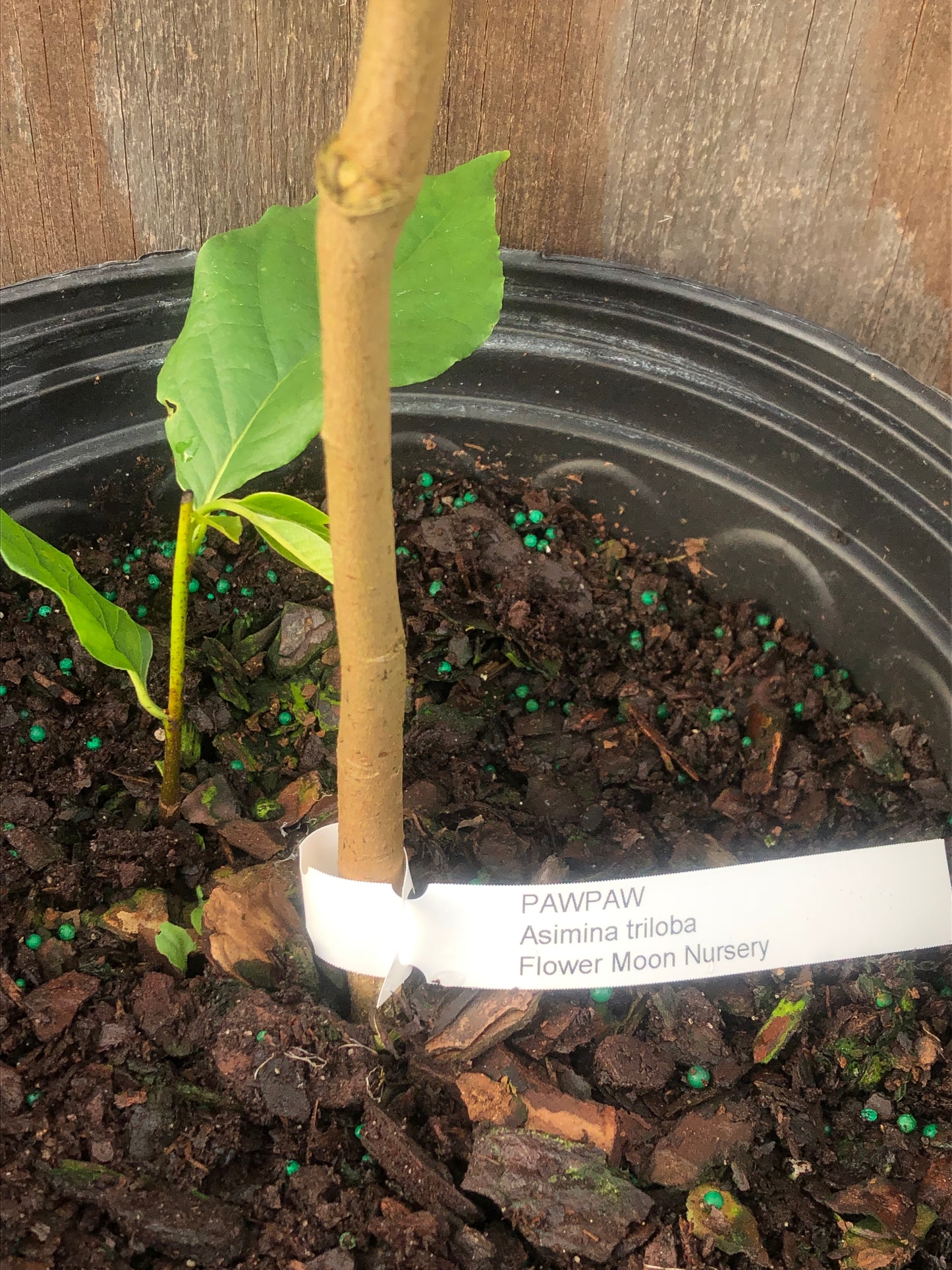 Pawpaw, Asimina triloba