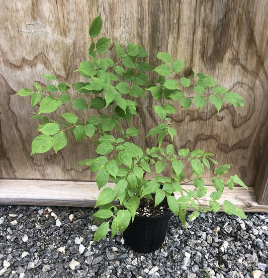 Devil's Walking Stick, Aralia spinosa