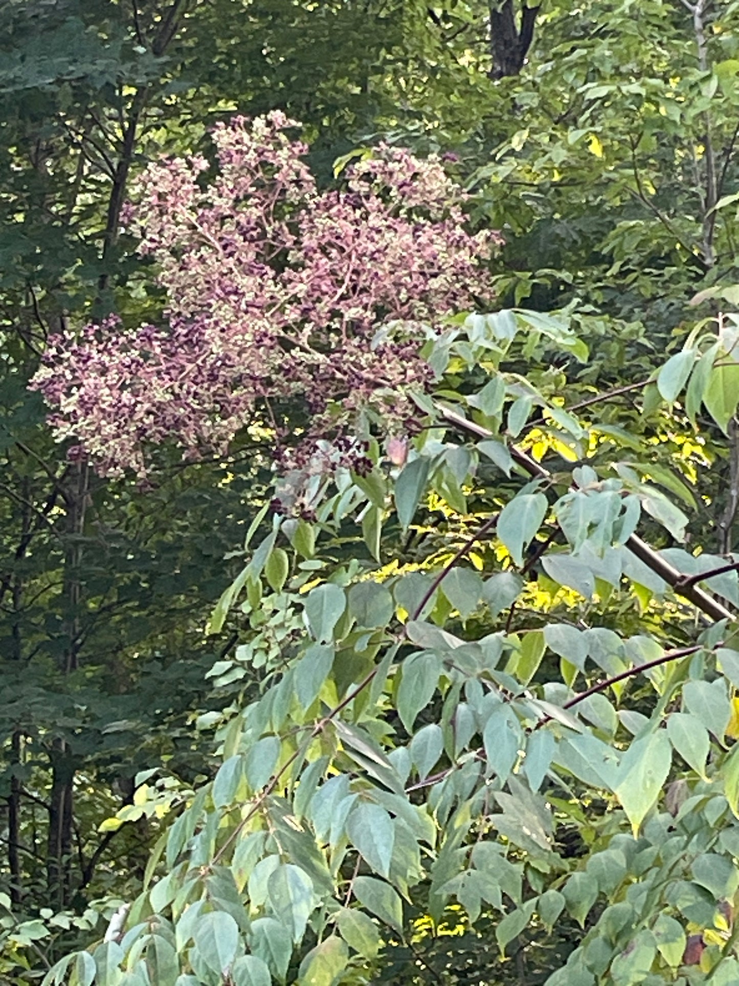 Cluster of flowers