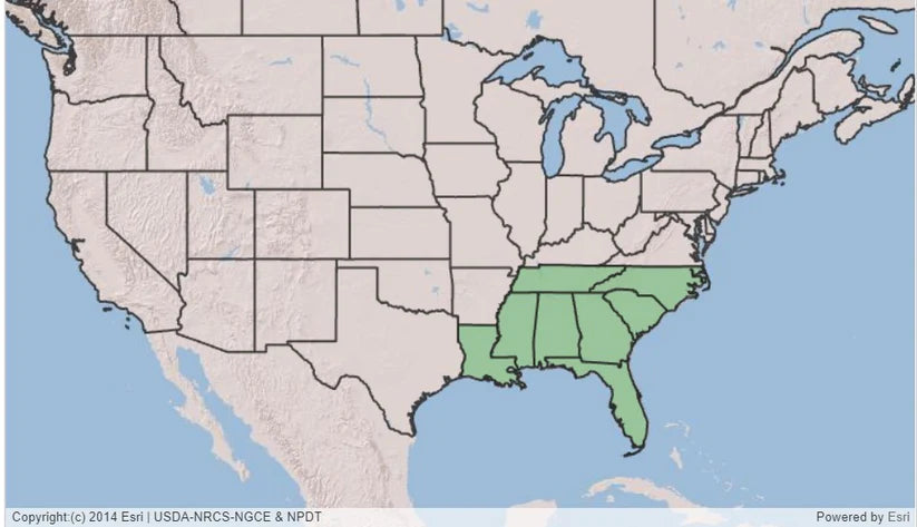 Map of the US showing the native range of oakleaf hydrangea (Southeastern US states highlighted)