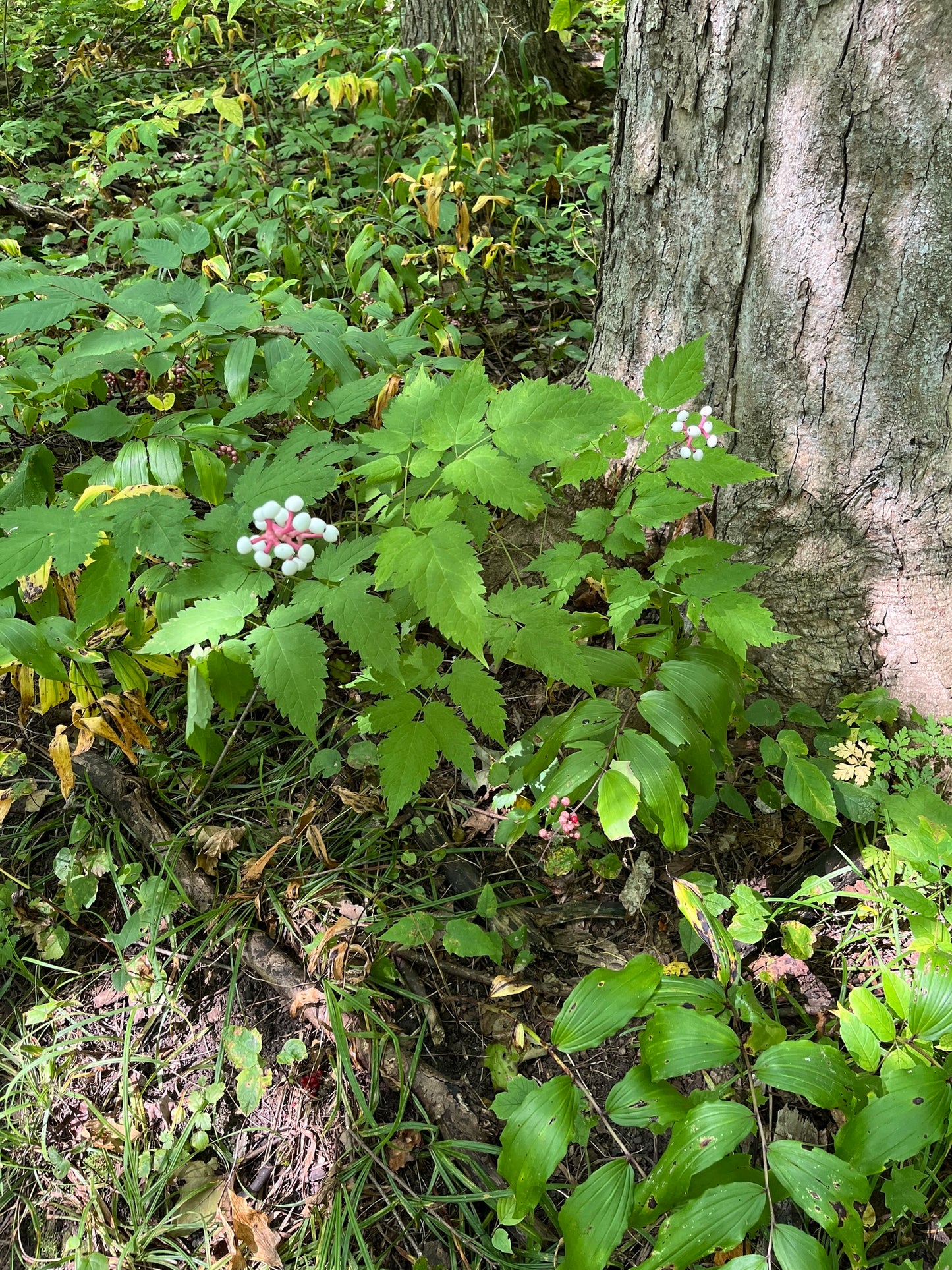 Plant with white berries growing in a natural forest setting