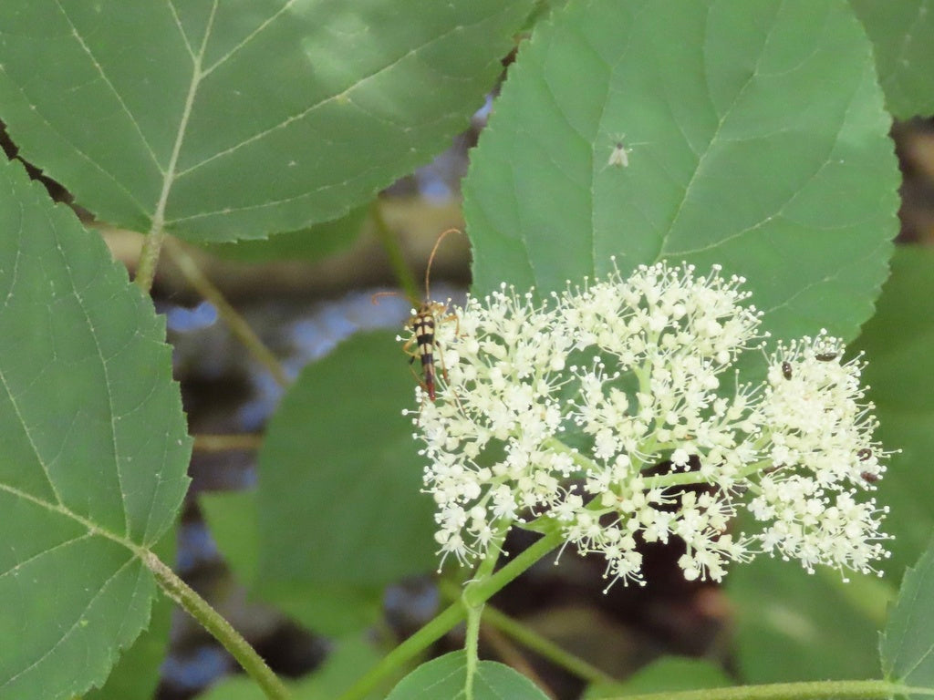 cluster of white flowers