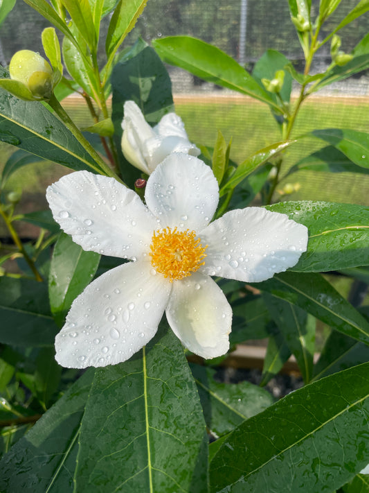 White flowers with yellow center against glossy dark green leaves