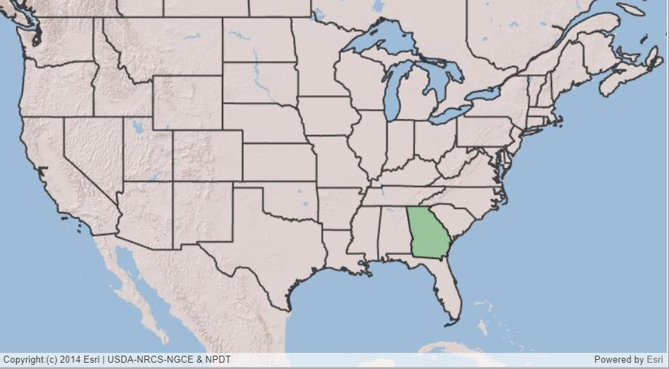 Franklin Tree, Franklinia alatamaha