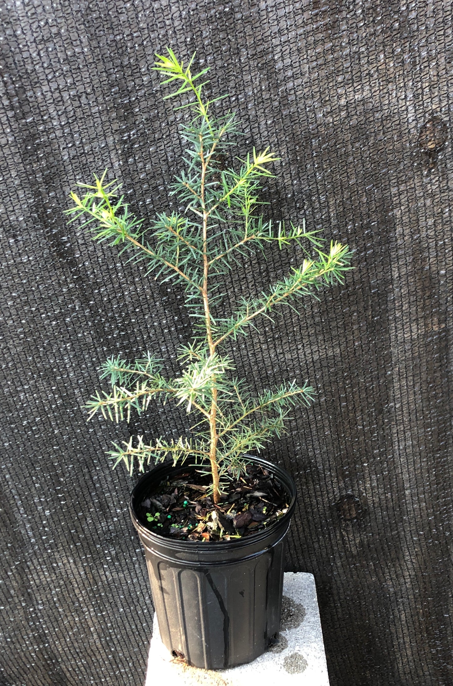 Carolina Hemlock, Tsuga caroliniana