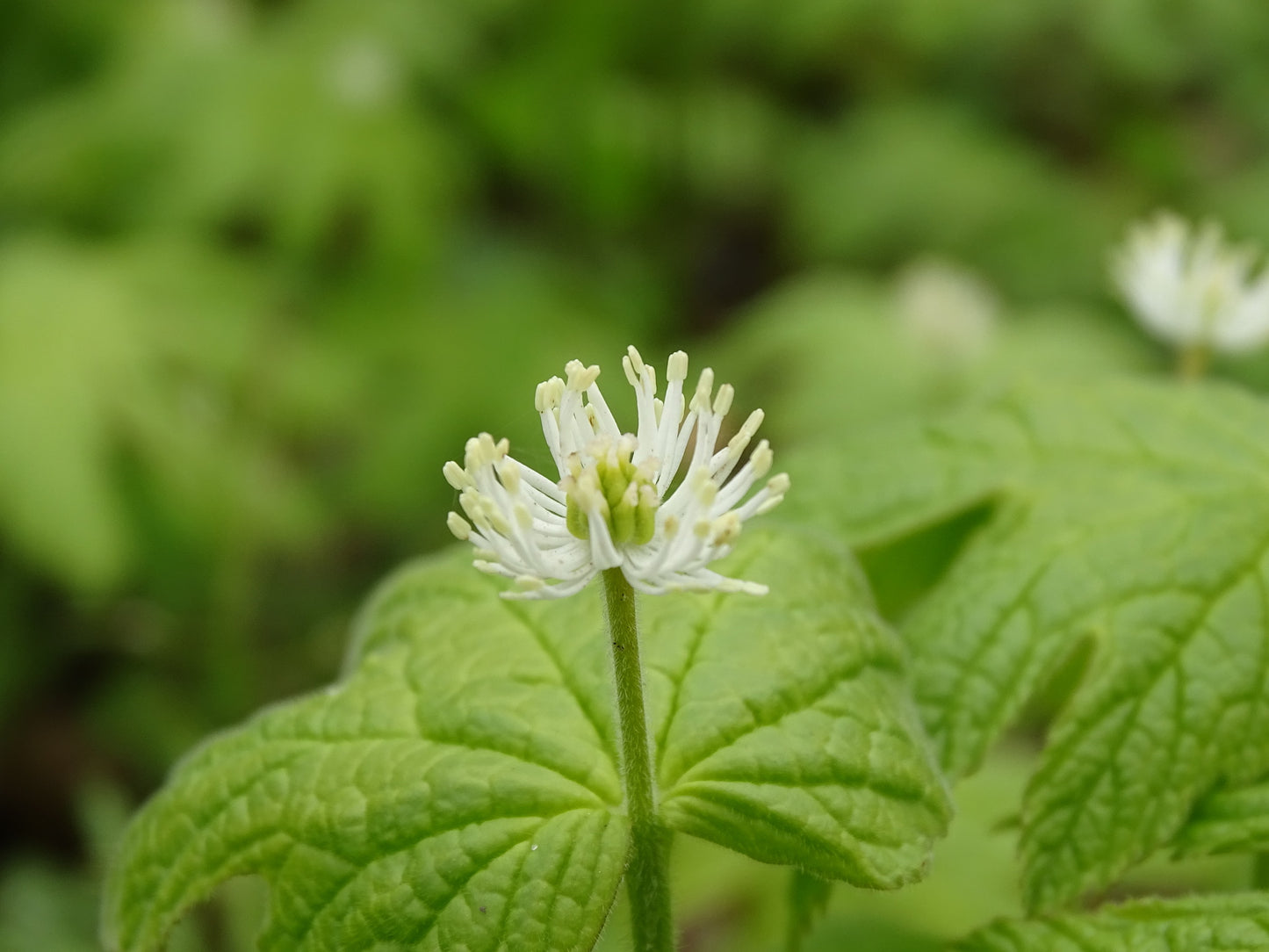 Floral structure with green leaves on a blurred natural background