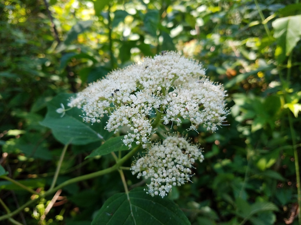 Cluster of small white flowers