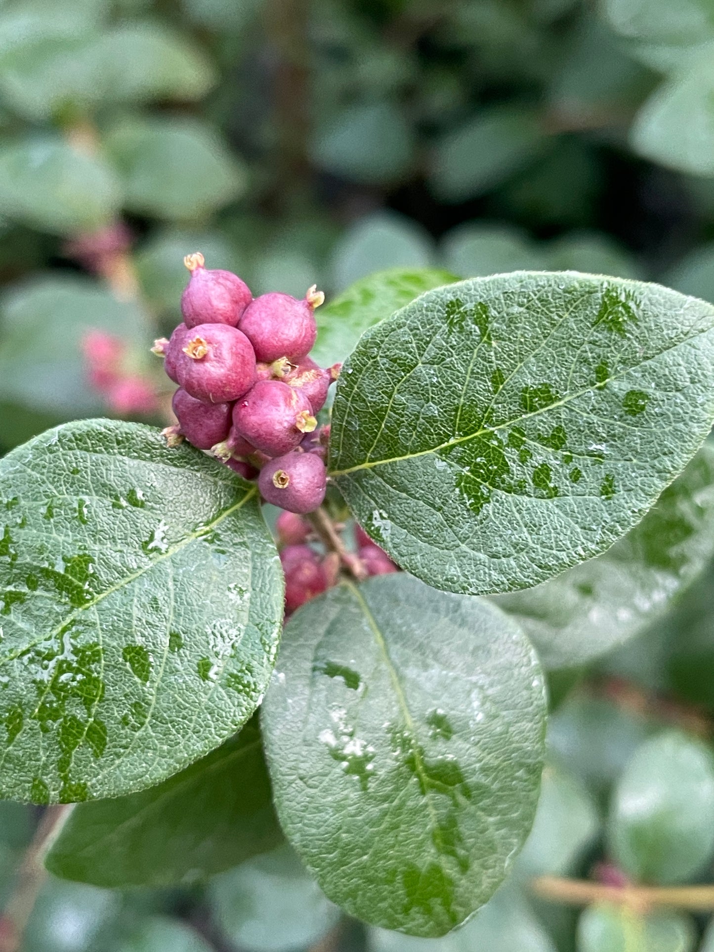 Coralberry, Symphoricarpos orbiculatus