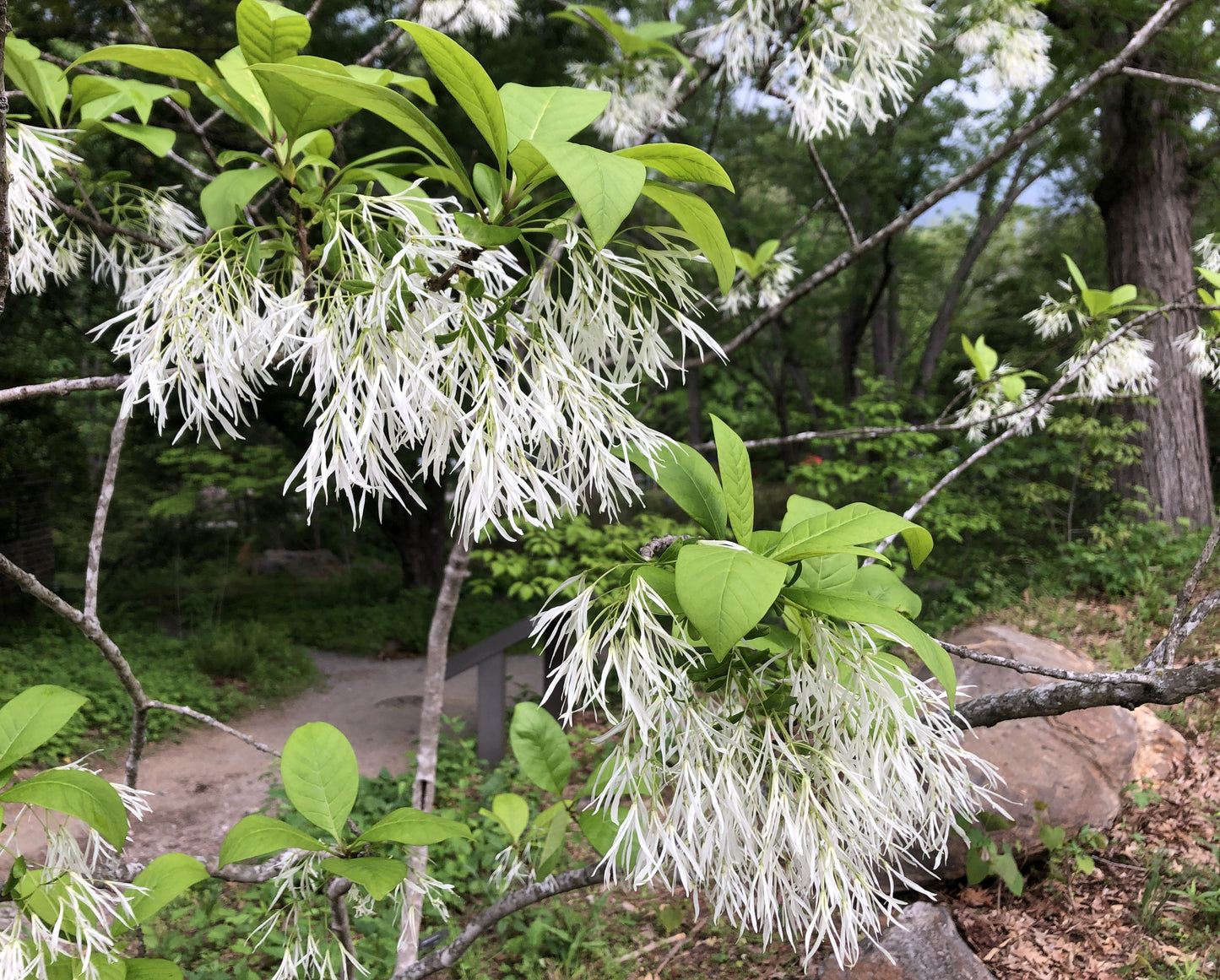 American Fringe Tree, Chionanthus virginicus