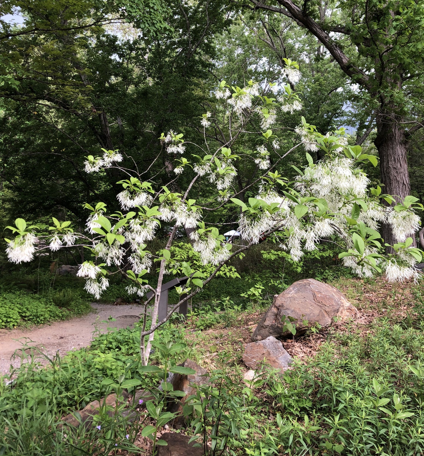 American Fringe Tree, Chionanthus virginicus
