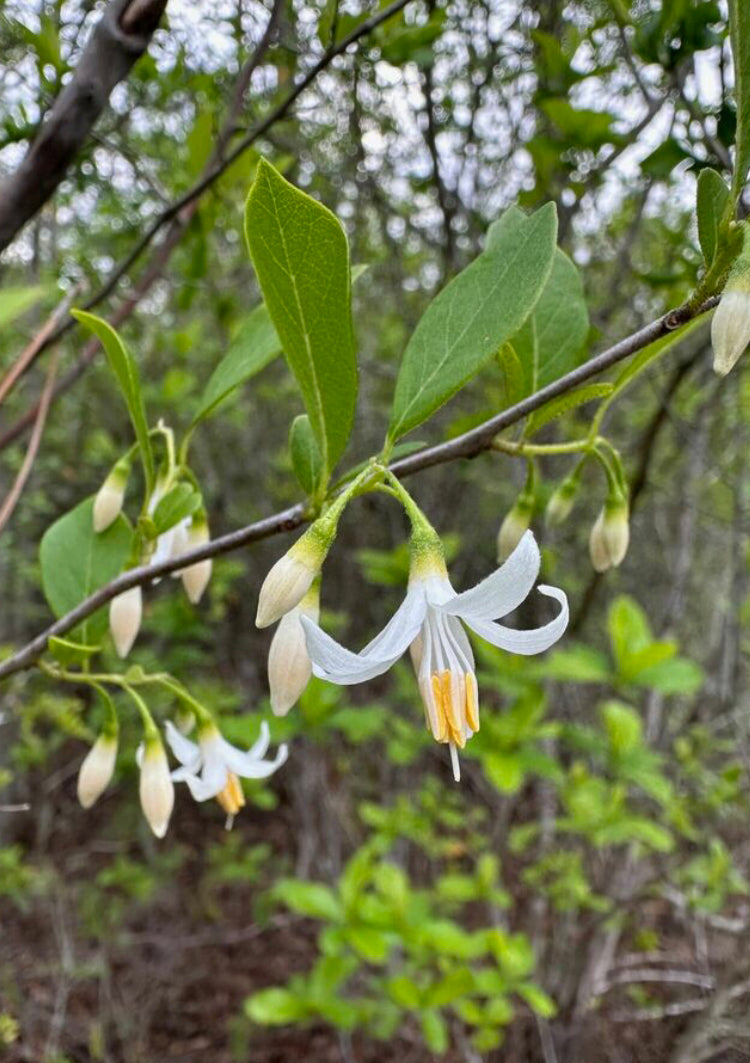 American Snowbell, Styrax americanus