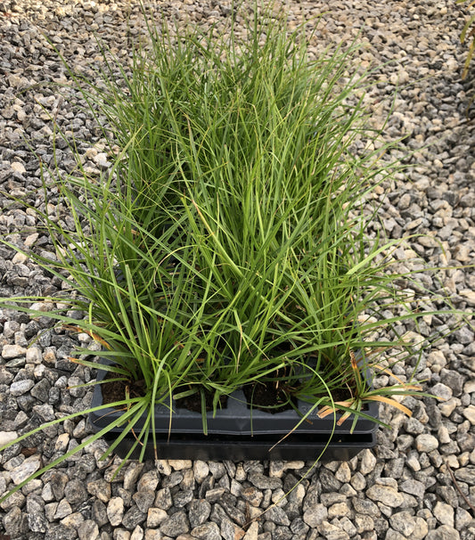 Cherokee sedge, Carex cherokeensis, 32 cell plug flat