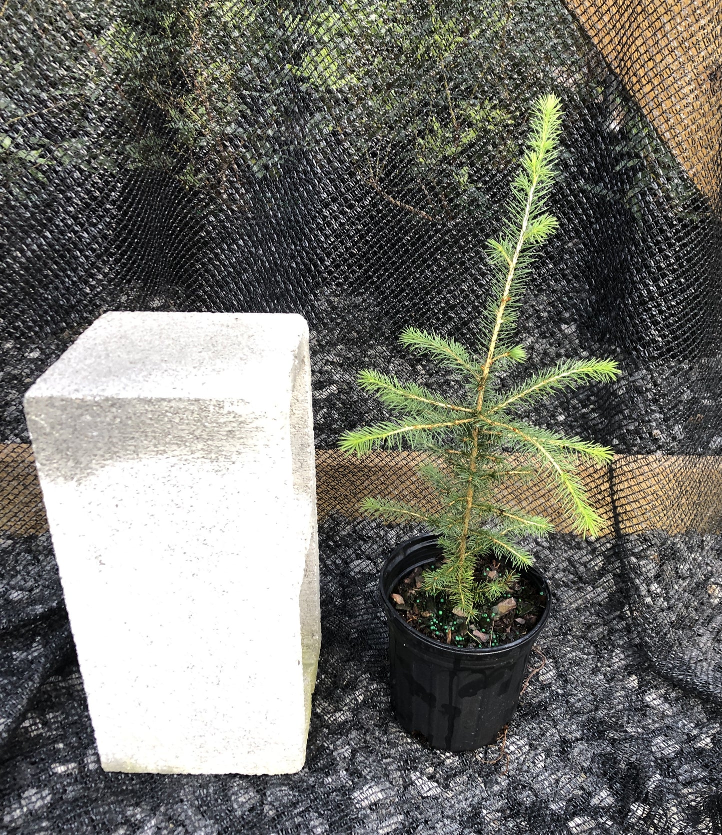 Red Spruce, Picea rubens