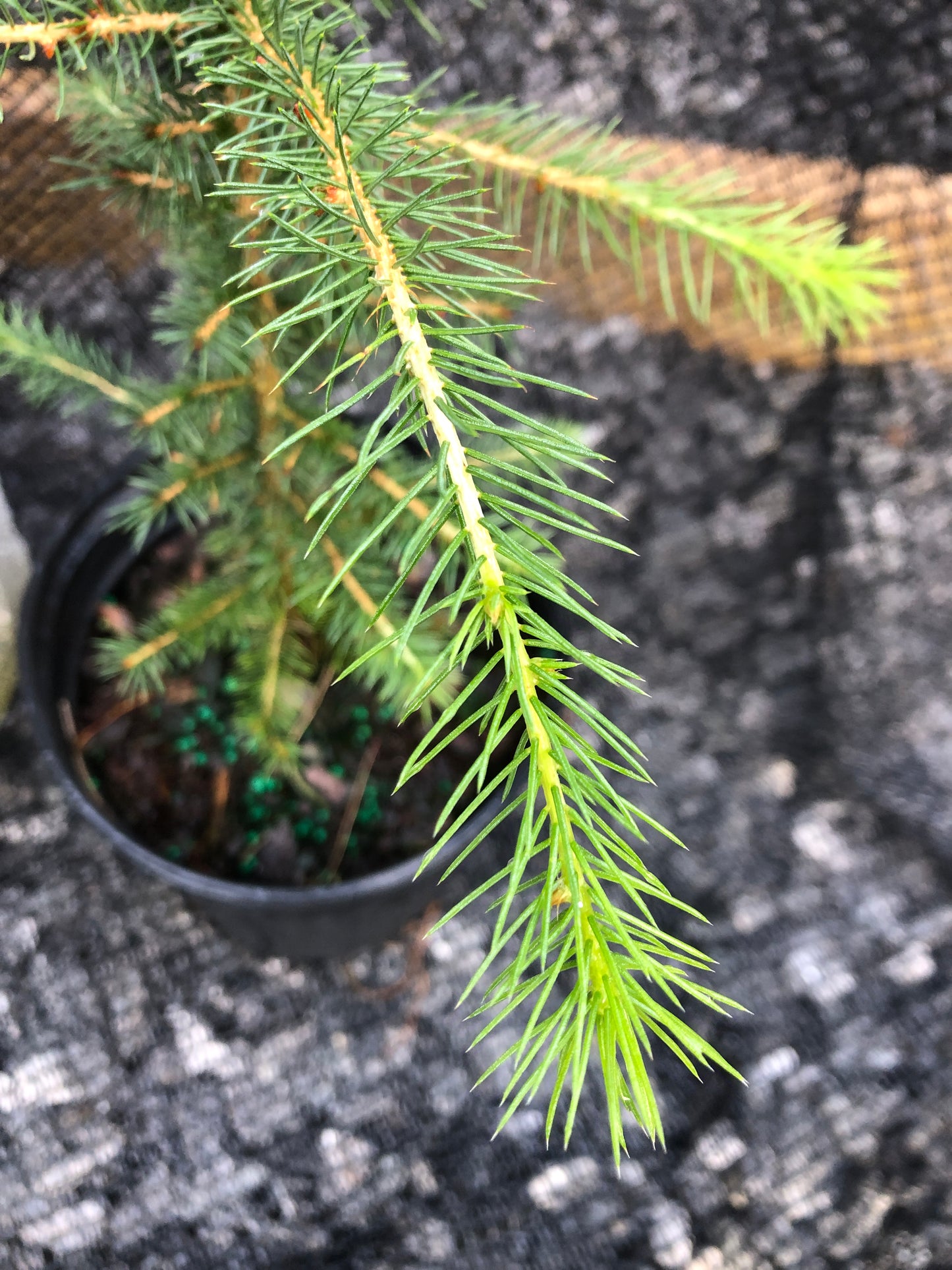 Red Spruce, Picea rubens