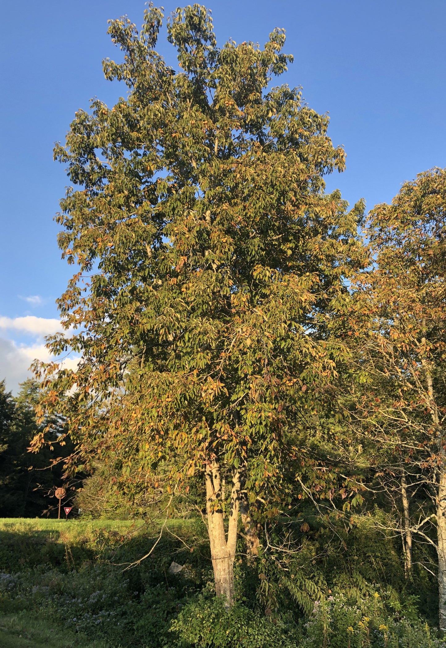 Yellow Buckeye, Aesculus flava