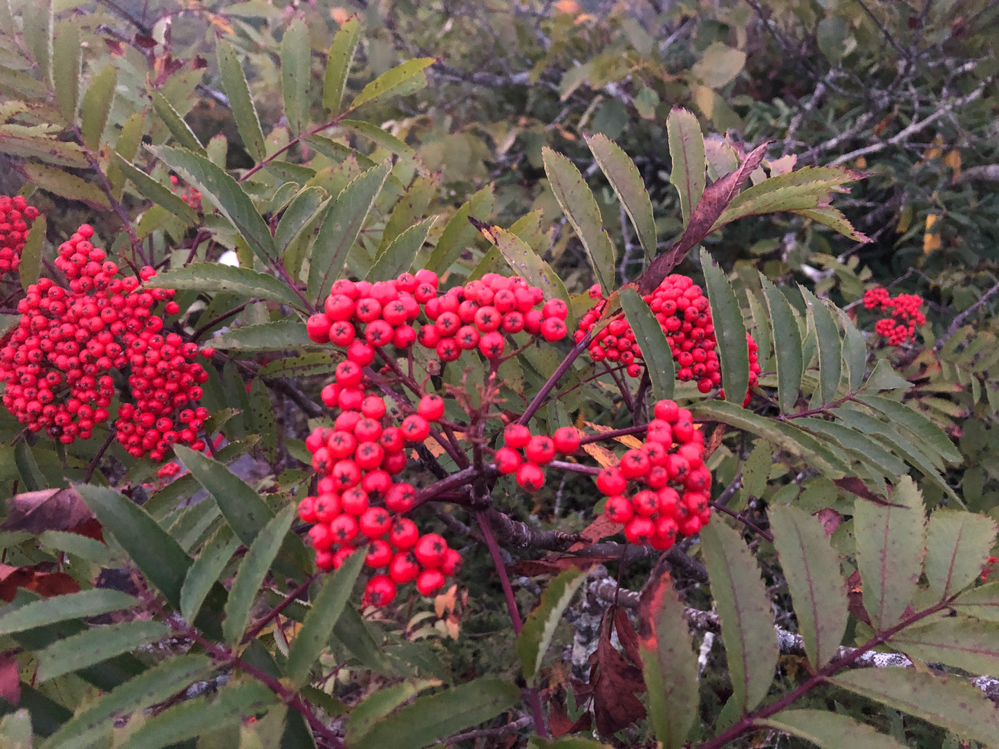 American Mountain Ash, Sorbus americana