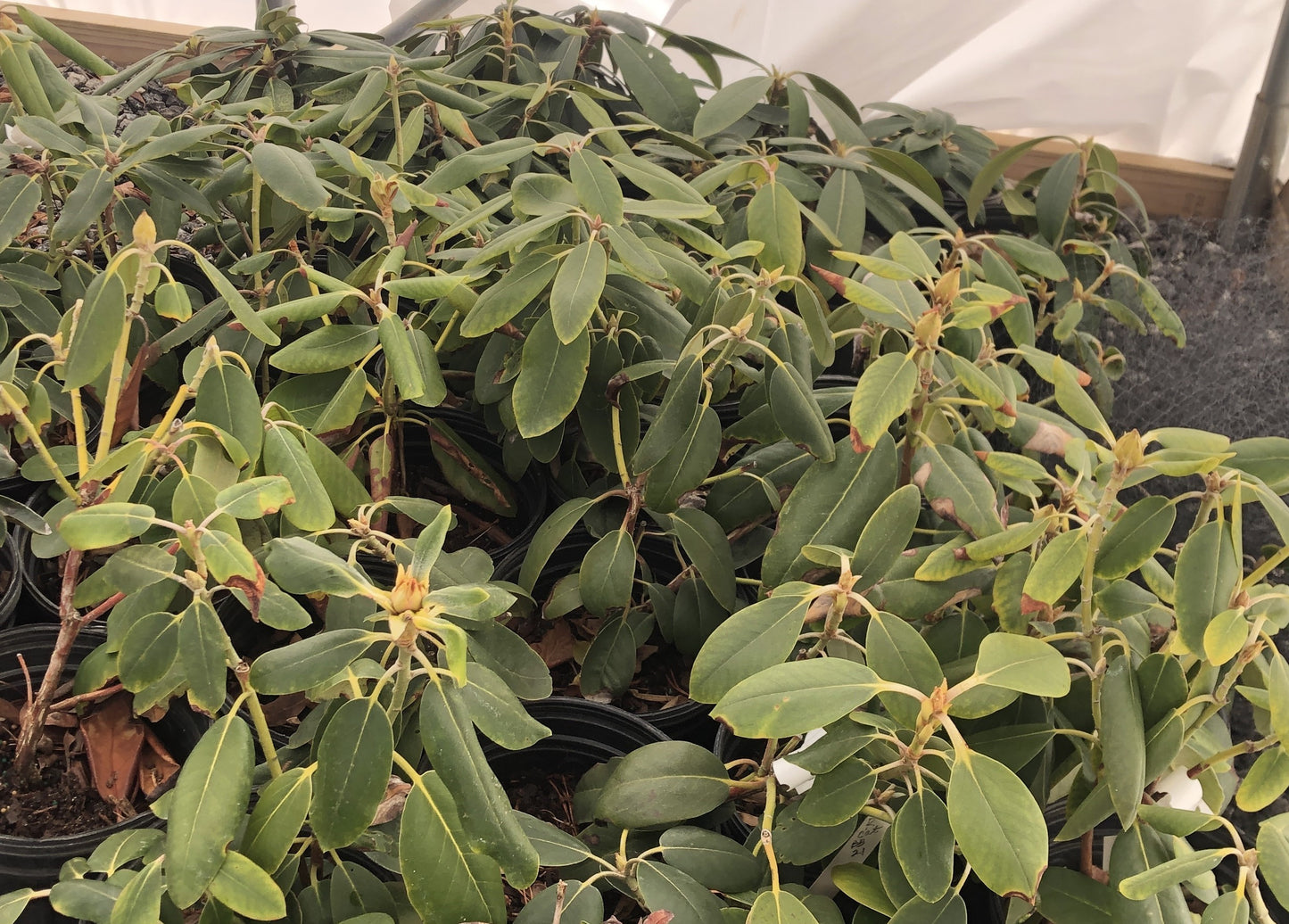 Catawba rhododendron, Rhododendron catawbiense