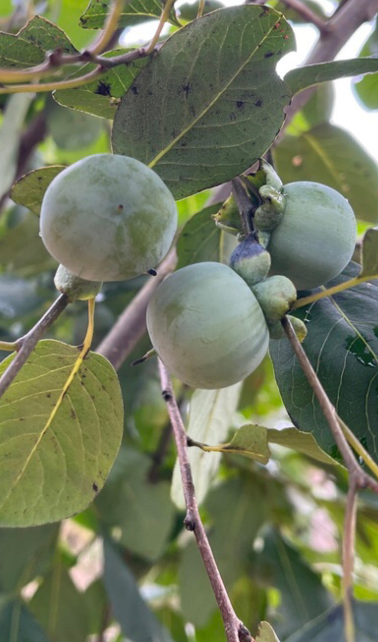 American Persimmon, Diospyros virginiana