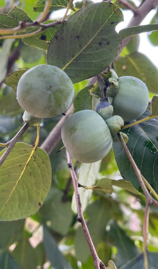 American Persimmon, Diospyros virginiana