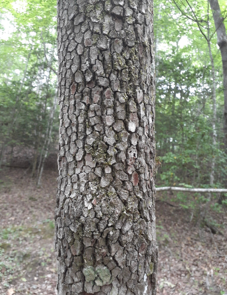 American Persimmon, Diospyros virginiana