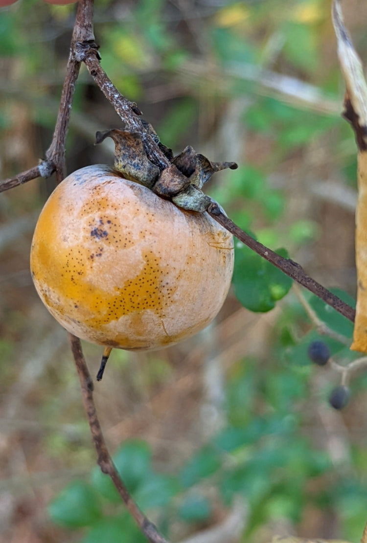 American Persimmon, Diospyros virginiana