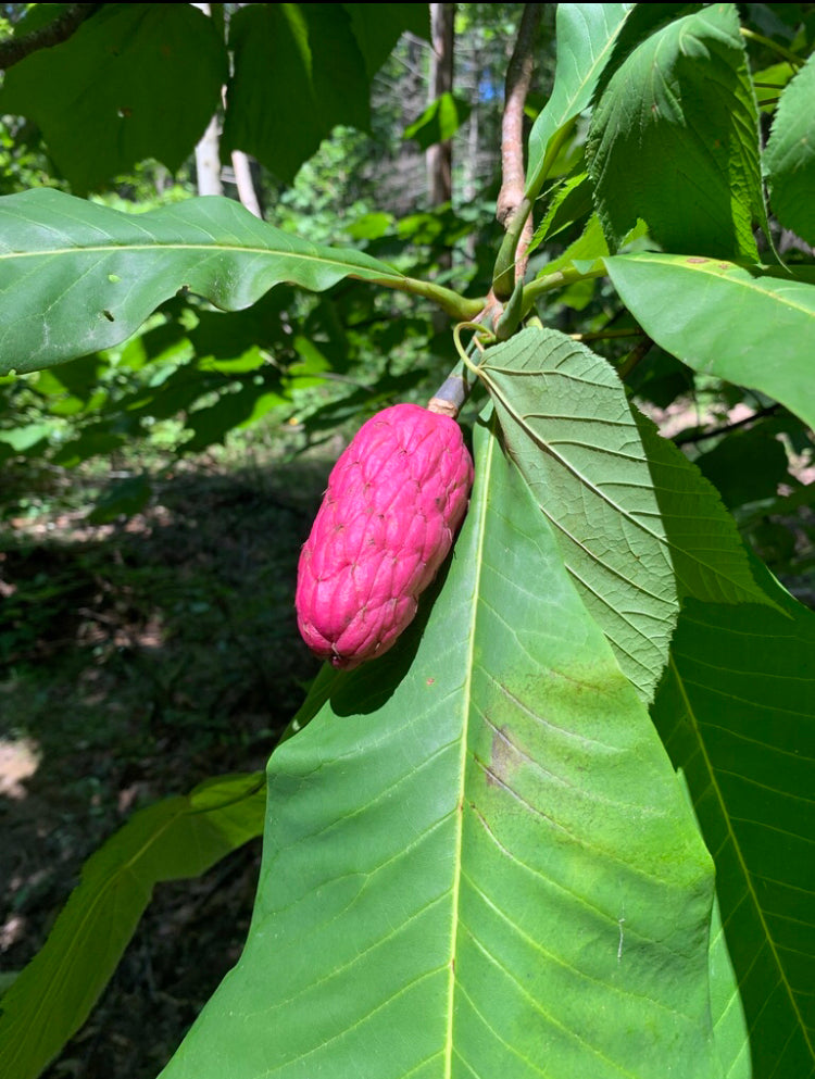 Umbrella Magnolia, Magnolia tripetala