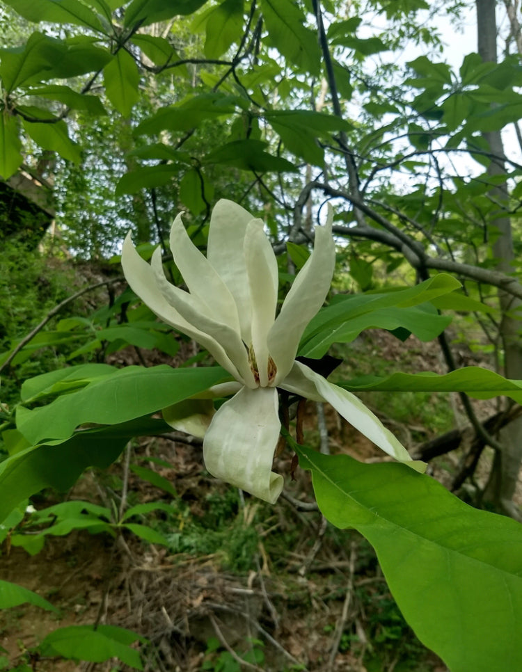 Umbrella Magnolia, Magnolia tripetala
