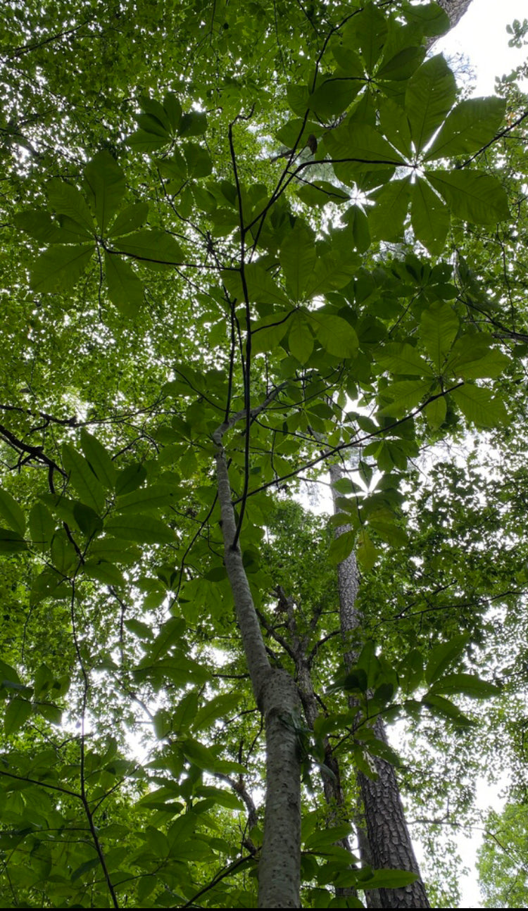 Umbrella Magnolia, Magnolia tripetala